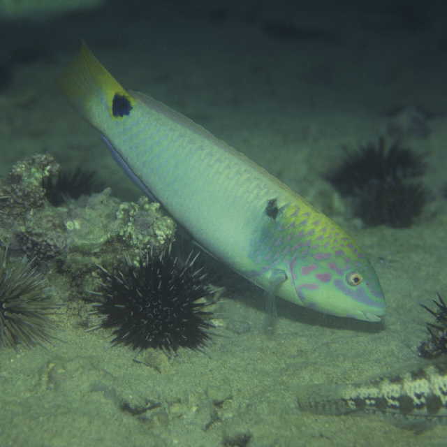 Halichoeres trimaculatus